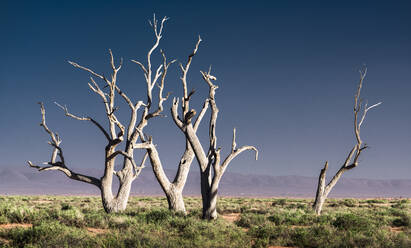 Kahle Bäume auf Feld gegen klaren Himmel - EYF02963