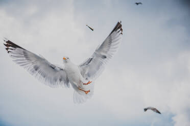 Low Angle View of Seagulls Flying gegen bewölkten Himmel - EYF02968
