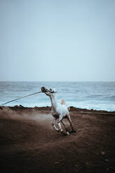 Pferd spazieren am Strand gegen klaren Himmel - EYF03068