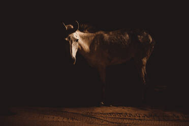 Side View Of Horse Standing Against Black Background - EYF03123