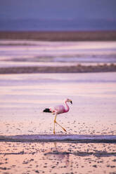 Flamingo am Strand bei Sonnenuntergang - EYF03220
