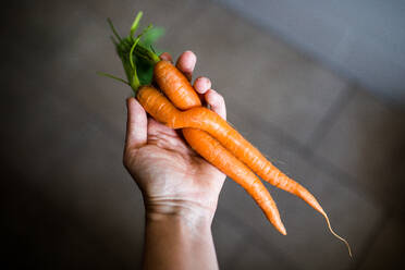 Close-Up Of Hand Holding Carrots - EYF03228