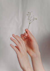 Nahaufnahme von Frau Hand hält kleine Blume Pflanze gegen Vorhang zu Hause - EYF03232
