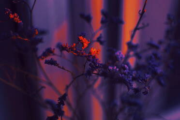 Close-Up Of Purple Flowering Plant - EYF03247