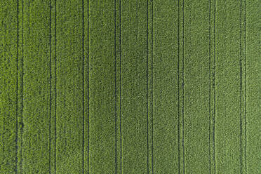 Germany, Bavaria, Drone view of vast green corn field in summer - RUEF02710