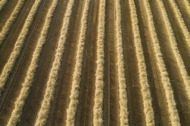 Deutschland, Bayern, Drone view of rows of mowed straw - RUEF02718