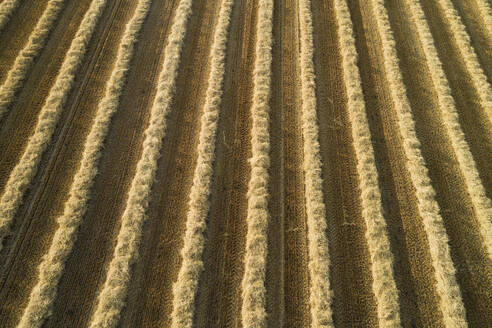 Germany, Bavaria, Drone view of rows of mowed straw - RUEF02718