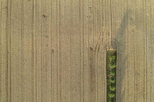 Deutschland, Bayern, Drone Blick auf gelbe Landschaft Feld im Sommer - RUEF02721