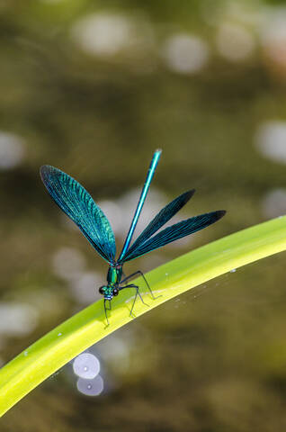 Germany, Broad-winged damselfly perching on leaf stock photo