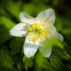 Deutschland, Buschwindröschen (Anemone nemorosa) in Blüte - MHF00530