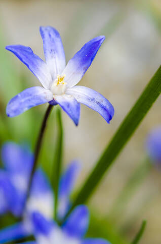 Deutschland, Violette Scilla-Blume in Blüte, lizenzfreies Stockfoto