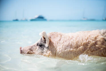 Schwein schwimmt im Meer am Pig Beach, Exuma, Bahamas, Karibik - DAWF01349
