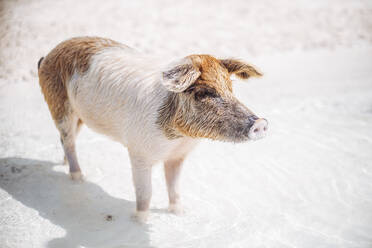 Schwein schwimmt im Meer am Pig Beach, Exuma, Bahamas, Karibik - DAWF01351