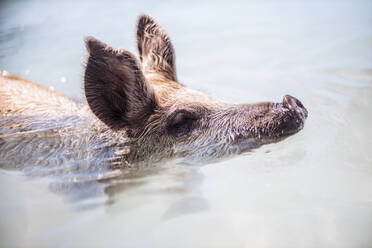 Schwein schwimmt im Meer am Pig Beach, Exuma, Bahamas, Karibik - DAWF01352