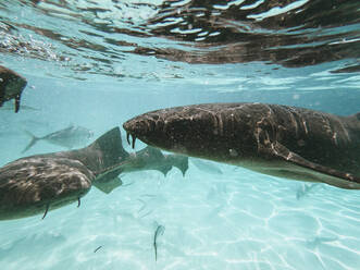 Ammenhaie Bahamas, Exuma, Compass Cay - DAWF01368