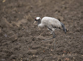 Germany, Common crane (Grus grus) walking in plowed field - ZCF00932