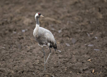Germany, Portrait of common crane (Grus grus) standing in plowed field - ZCF00933