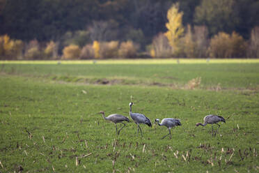 Deutschland, Kraniche (Grus grus) grasen auf einem Feld - ZCF00934