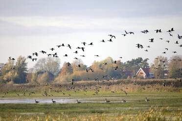 Germany, Mecklenburg-Western Pomerania, Flock of greylag geese (Anser anser) in flight - ZCF00935