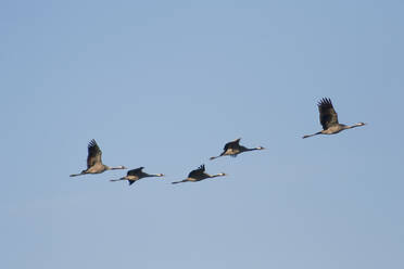 Deutschland, Kranichschwarm (Grus grus) im Flug vor blauem Himmel - ZCF00938