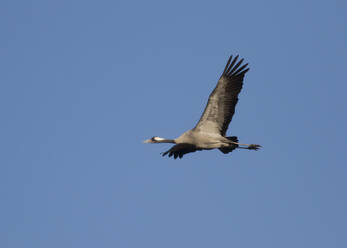 Deutschland, Kranich (Grus grus) im Flug gegen den klaren blauen Himmel - ZCF00939