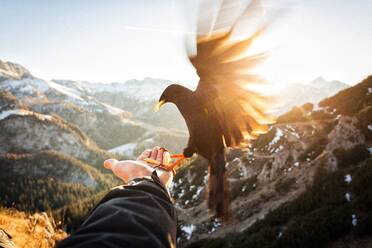 Cropped Image of Hand Holding Vogel gegen Berge bei Sonnenuntergang - EYF03263