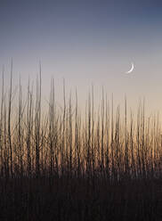 Silhouette Gras gegen Himmel bei Sonnenuntergang - EYF03339