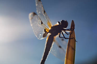 Low Angle View Of Insect Against Sky - EYF03357