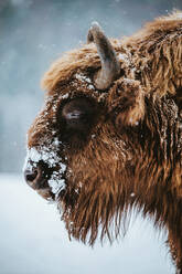 Close-Up Of American Bison During Winter - EYF03440