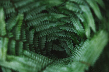 Close-Up Of Fern Leaves - EYF03468