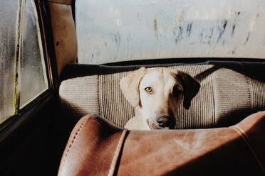 Porträt eines Hundes im Auto - EYF03484