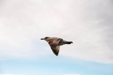 Low Angle View Of Bird Flying Against Sky - EYF03576