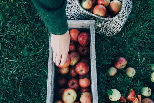 Cropped Hands Of Woman Placing Apples In Container On Grassy Field - EYF03614