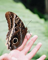 Abgeschnittene Hand einer Person, die einen Schmetterling hält - EYF03659