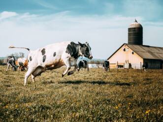 Kuh läuft auf grasbewachsenem Feld gegen den Himmel an einem sonnigen Tag - EYF03664