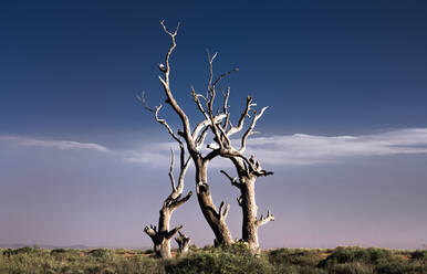 Kahler Baum auf Feld gegen Himmel - EYF03677