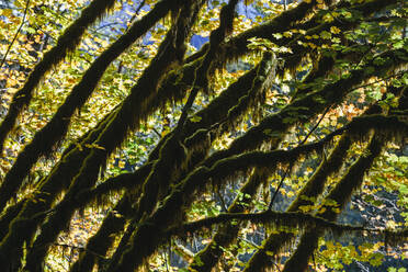 Dapple sunlight shining through vine maple trees and autumn foliage, along the North Fork Snoqualmie River, Washington - MINF14548