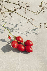 Reife rote Tomaten am Rebstock - FSIF04621