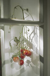 Reifende Tomaten am Weinstock im Fenster - FSIF04622