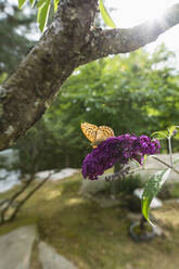 Schmetterling auf lila Blume im Garten - FSIF04628