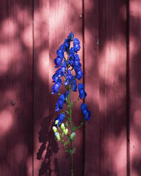 Leuchtend blauer Rittersporn vor rotem Zaun - FSIF04629