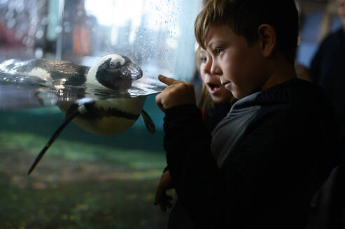 Ein Junge zeigt auf einen Pinguin im Aquarium, während ein anderer Junge erstaunt ist - CAVF78047