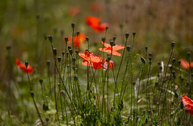 Budding poppies in spring - JTF01506