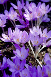 Meadow saffron - JTF01507