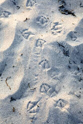 Germany, Bird tracks on sand - JTF01521