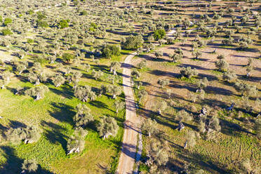 Spain, Balearic Islands, Valldemossa, Drone view of dirt road in summertime olive tree orchard - SIEF09735