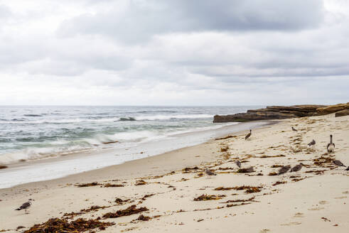 Wintermorgen am Windansea Beach, La Jolla, CA, USA. - CAVF78175