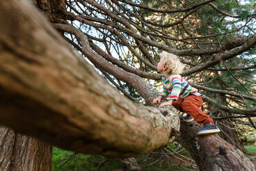 Kind im Vorschulalter klettert auf einen Baum in Neuseeland - CAVF78185