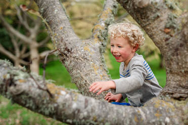 Curly haired boy climbing a tree - CAVF78193