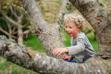 Lockenköpfiger Junge klettert auf einen Baum - CAVF78193
